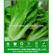 NLT06 Lunqi Guangzhou proveedor de semillas de lechuga, precios de las semillas de lechuga